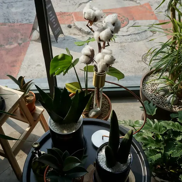 Güzel botanik fotoğrafı, doğal duvar kağıdı.