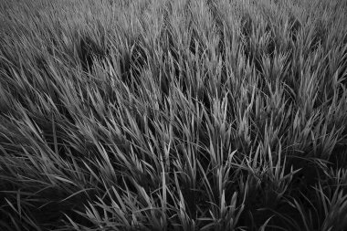 Tarlanın güzel manzarası