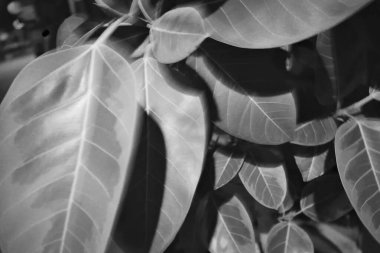 Güzel botanik fotoğrafı, doğal duvar kağıdı.