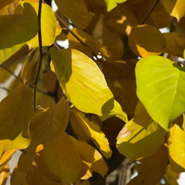 Sonbaharda ormanda sarı yapraklar