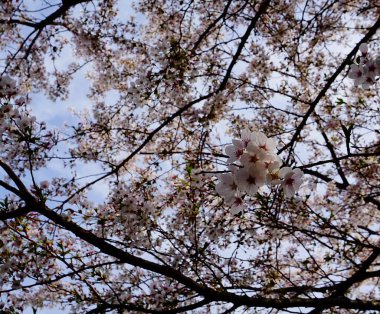 Bahçede güzel bahar çiçekleri