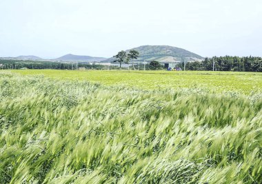 Yazın yeşil buğday tarlası