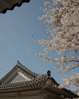 Japonya 'da kiraz çiçekleri