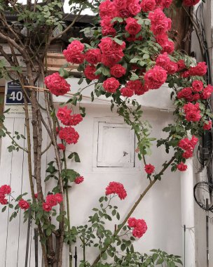 Bahçedeki kırmızı güller