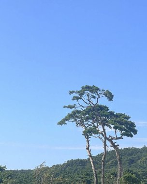 Dağlardaki ormanın güzel manzarası