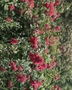 Bahçedeki güzel çiçekler