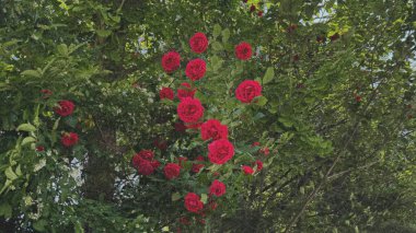 Bahçedeki kırmızı güller