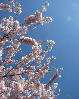 Japonya'daki Sakura çiçek