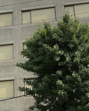 Bilbao 'da bina cephesi