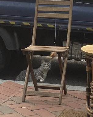 Kedi sokakta oturuyor.