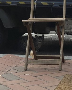 Kedi bankta oturuyor.