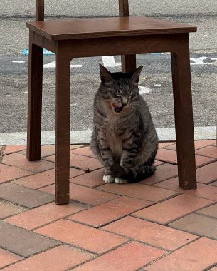 Kedi sokakta oturuyor.