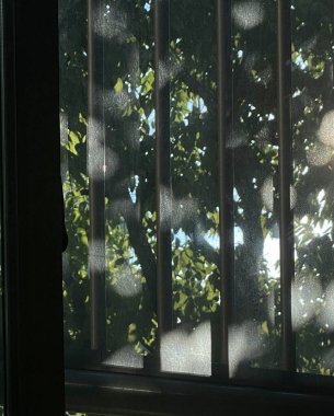 yeşil yapraklı pencere ve güneş ışığı