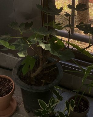 Güzel botanik fotoğrafı, doğal duvar kağıdı.