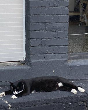 Kara kedi yerde oturuyor.