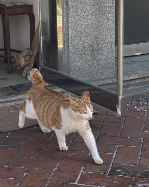 Kedi sokakta oturuyor.