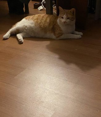 Kedi yerde oturuyor.