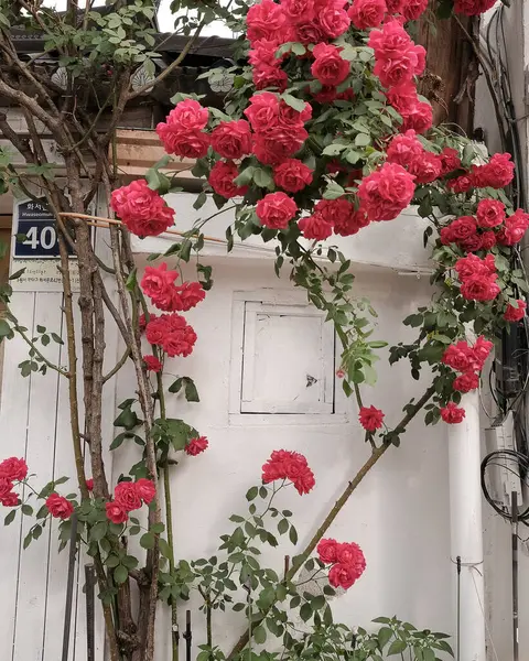 Bahçedeki kırmızı güller