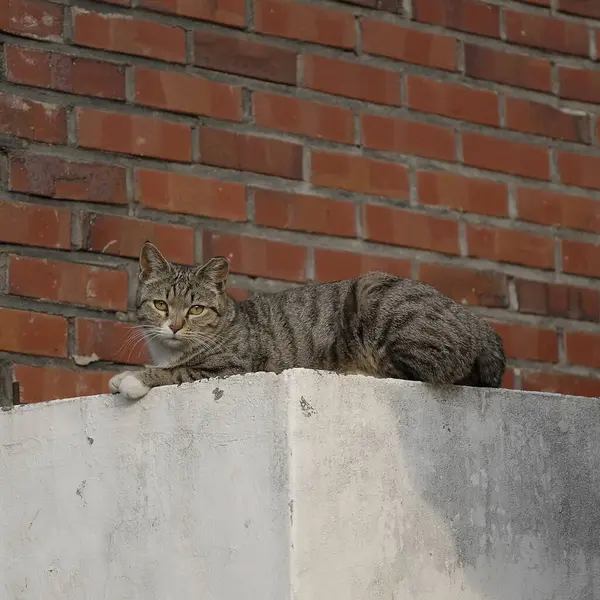 Kedi caddede oturuyor.