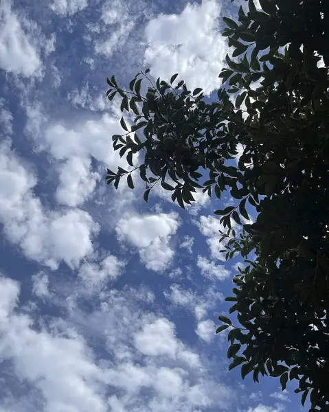 Ormanın güzel manzarası