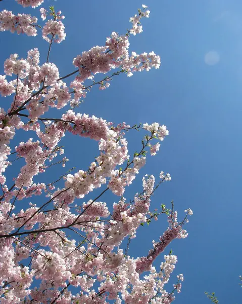 Japonya'daki Sakura çiçek