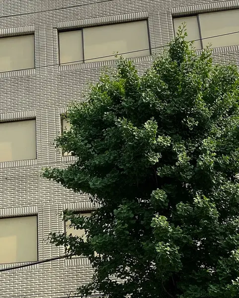 Bilbao 'da bina cephesi