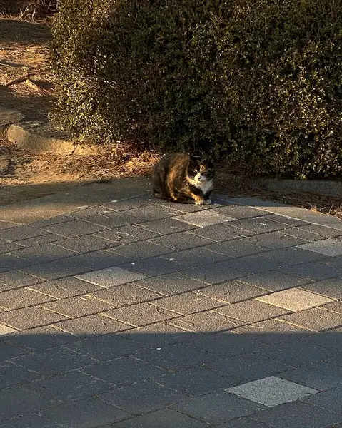 Kedi sokakta oturuyor.