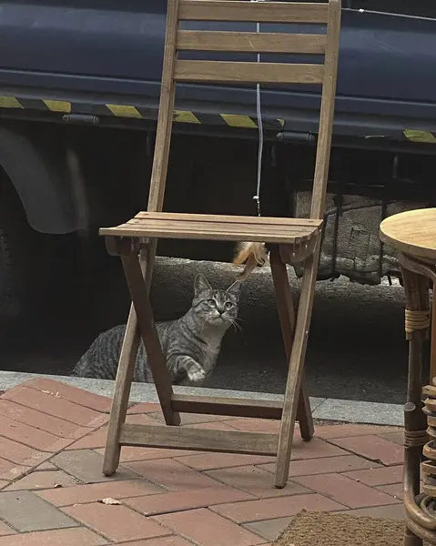 Kedi sokakta oturuyor.