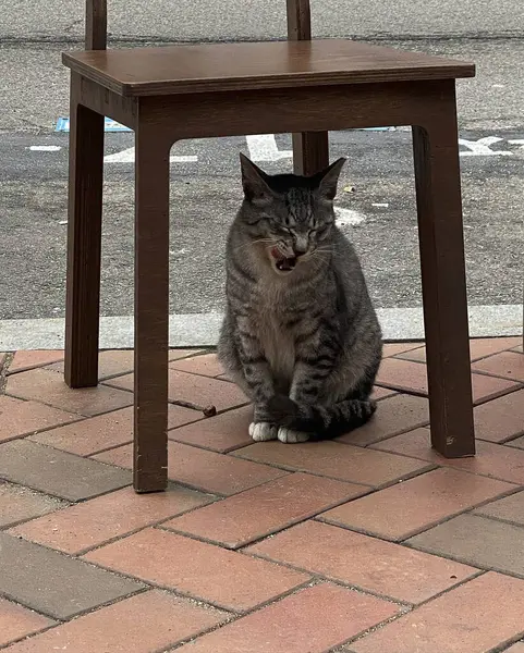 Kedi sokakta oturuyor.