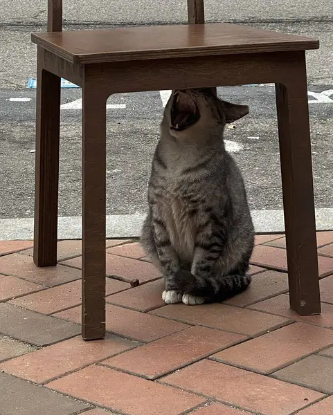 Kedi sokakta oturuyor.