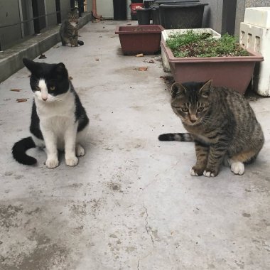 Sokakta kediler ve kediler