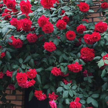 Bahçedeki güzel güller