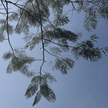 Ormanda yeşil yapraklar