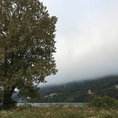 Ağaçta sonbahar yaprakları