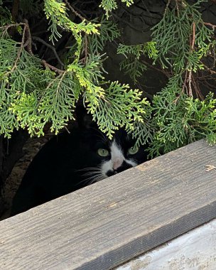 Gri kedi pencere pervazına oturur ve çerçeveye bakar.