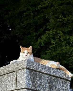 Kedi yerde oturuyor.