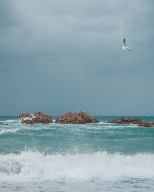 Denizde kayalıklarda martı, İtalya