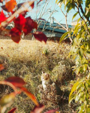 Bahçedeki sevimli tüylü bir kedinin yakın çekim görüntüsü.