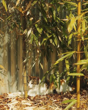 Şirin bir kedinin yakın plan fotoğrafı.