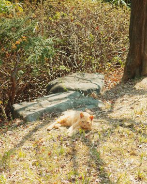 Parktaki genç bir kedinin dikey görüntüsü.