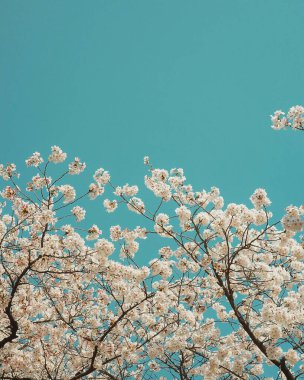 Güzel botanik fotoğrafı, doğal duvar kağıdı.