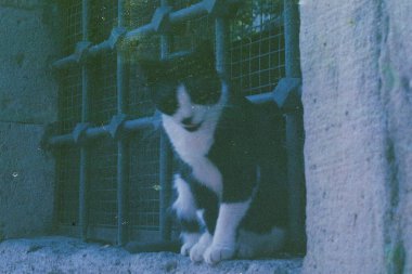 Pencerenin arka planında siyah kedi