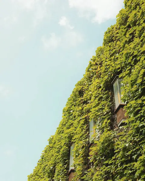 Bahçede güzel yeşil yapraklar