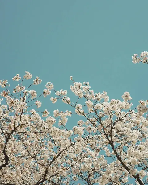 Güzel botanik fotoğrafı, doğal duvar kağıdı.