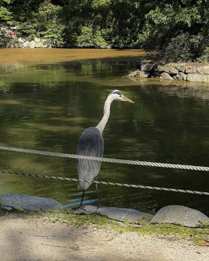 Göldeki güzel bir kuşun yakın çekimi.