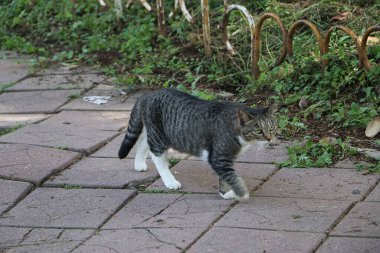 Gri kedi kaldırımda yürüyor