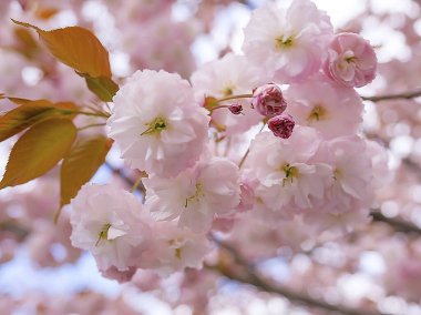 Baharda sakura çiçekleri