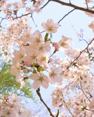 Bahçede güzel kiraz çiçekleri