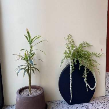 tablo üzerinde pot bitki