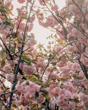 Güzel botanik fotoğrafı, doğal duvar kağıdı.
